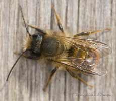 Solitary Bee (Tawny Mining Bee?)