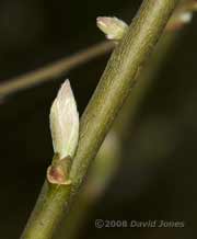 Buds burst on the Willow