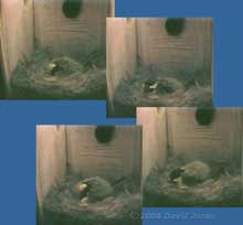 Egg laying seen from the side cctv camera