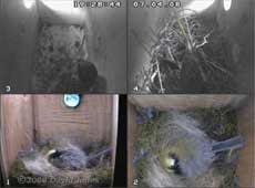 Quad image showing both Starlings visiting and the female Great Tit roosting