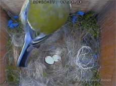 Great Tit - the first three eggs