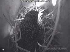 The female Starling settling in nest R tonight