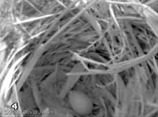 The Starlings' first egg, laid around 9am