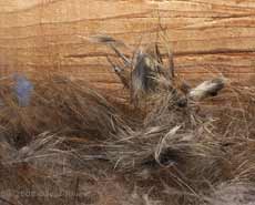 Coarse hair added to the Great Tit nest