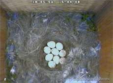 The nine Great Tit eggs this evening