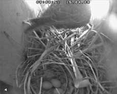 The three Starling eggs this morning