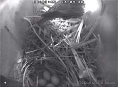 The Starlings' four eggs, with the female on her way out