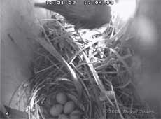 The Starlings' five eggs, with the female on her way out
