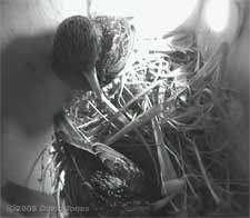 The male Starling incubating eggs as female returns