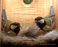 The Great Tit parents with food for the chicks