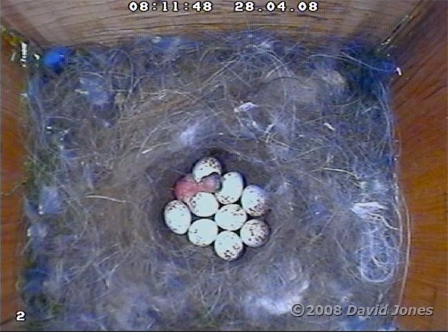 The first Great Tit chick has hatched