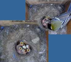 The Great Tit nest tonight - still with two eggs unhatched