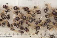 Ticks from Starlings' nestbox trapped on adhesive tape