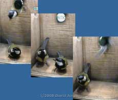 Great Tit pair in the nest box at 8am