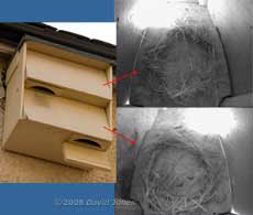Swift boxes with cctv nest images