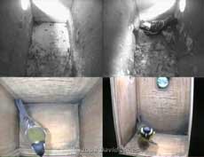 cctv image shows Starling and Great Tit visiting their boxes