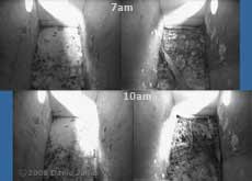 Nest boxes compared between 7 and 10am