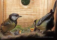 Both Great Tit parents with their chicks