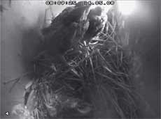 The second dead Starling chick just visible in the nest cup