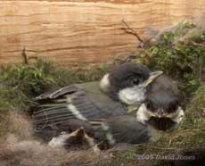 The great Tit chicks huddled together on a cold day
