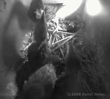The Starling mother feeds a chick
