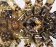 Crab spider (Ozyptila praticola) - ventral view (close-up 2)