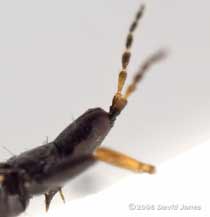 Thrip (Phlaeothrips annulipes) - side view