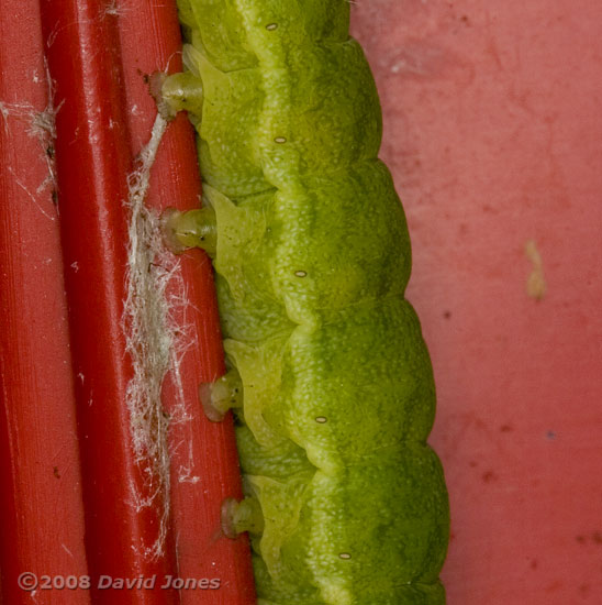 Unidentified green caterpillar - showing prolegs