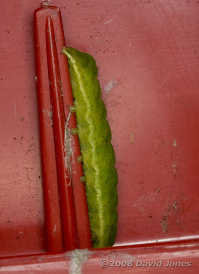 Unidentified green caterpillar - 1