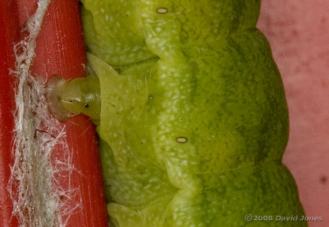 Unidentified green caterpillar - showing proleg and spiracle