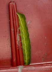 Unidentified green caterpillar