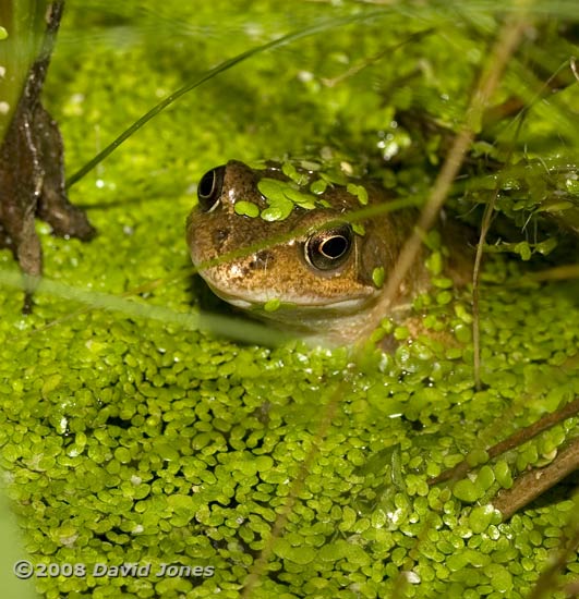 Frog in the big pond - 1