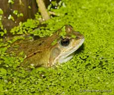 Frog (with shore-fly) in the big pond