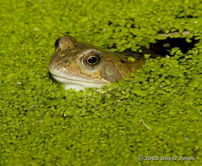 Frog in the big pond - 2