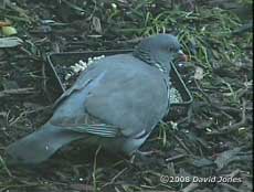 Wood Pigeon (cctv image)