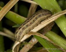 Noctuid moth caterpillar
