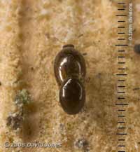 Beetles, mating on log