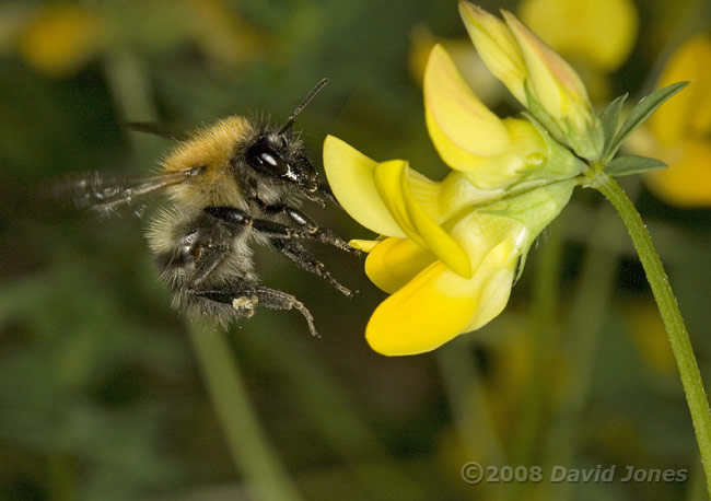 Carder Bee visits Kidney Vetch flowers - 1