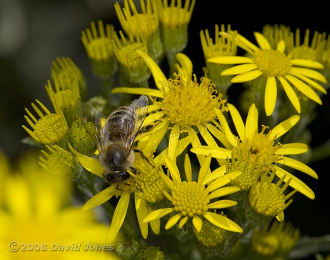 Honey Bee on Ragwort - 1