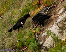 Chough parents forage at Lizard Point