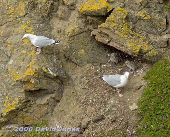 Herring Gulls at their nest, Polpeor Cove