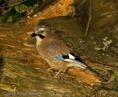 A Jay at Pinetrees campsite