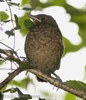Blackbird fledgling in Birch tree