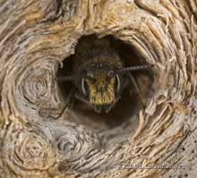 Solitary bee looks out of hole