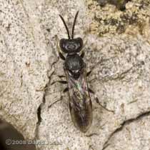 Unidentified solitary wasp