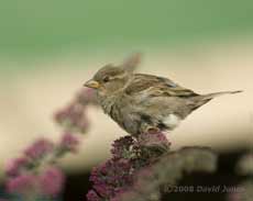 Sparrow fledgling on Buddlea bush