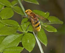 Volucella zonaria (a hoverfly)