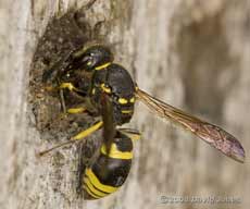 Unidentified Potter Wasp