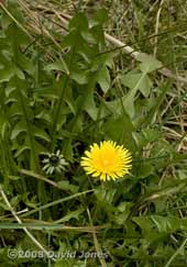 First Dandelion of the year
