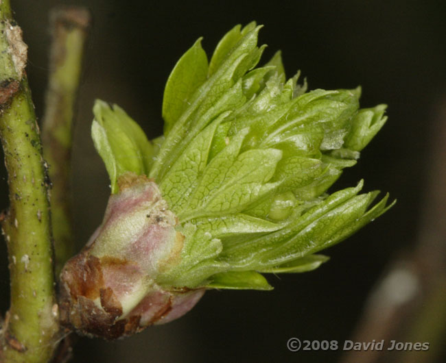 One of the first Hawthorn buds to burst